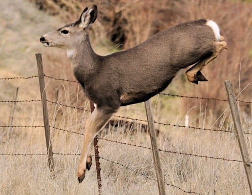Deer jump